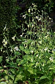 NEPETA GOVANIANA