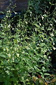 NEPETA GOVANIANA
