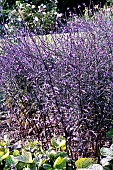 VERBENA HASTATA