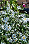 ANEMONE JAPONICA WHIRLWIND