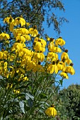 RUDBECKIA LACINATA HERBSTONNE