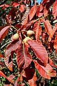 AESCULUS X NEGLECTA AUTUMN FIRE