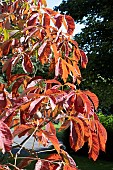 AESCULUS X NEGLECTA AUTUMN FIRE