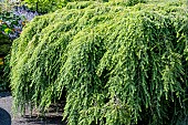 TSUGA CANADENSIS PENDULA