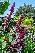 AMARANTHUS RED SPIKE