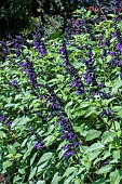 SALVIA GAURANITICA BLACK & BLUE