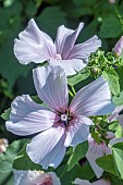 MALVA MOSCHATA
