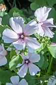 MALVA MOSCHATA