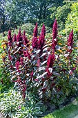 AMARANTHUS RED SPIKE