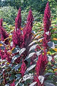 AMARANTHUS RED SPIKE