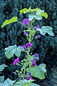 MALVA SYLVESTRIS VAR. MAURETIANA