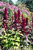 AMARANTHUS RED SPIKE