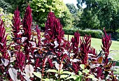 AMARANTHUS RED SPIKE