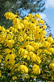 RUDBECKIA LACINIATA HERBSTONNE