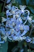 CLEMATIS HERACLEIFOLIUM MRS. ROBERT BRYDON