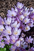 COLCHICUM AUTUMNALE