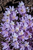 COLCHICUM AUTUMNALE