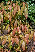 STAPHYLEA COLCHICA