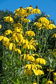 RUDBECKIA LACINIATA HERBSTONNE