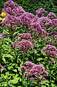 EUTROCHIUM MACULATUM