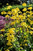 RUDBECKIA LACINIATA HERBSTONNE