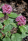 CLERODENDRON BUNGEI PINK DIAMOND