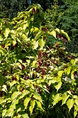 LEYCESTERIA FORMOSA GOLDEN LANTERNS