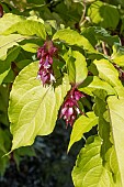 LEYCESTERIA FORMOSA GOLDEN LANTERNS