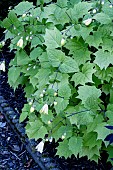 KIRINGESHOMA PALMATA