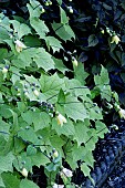 KIRINGESHOMA  PALMATA