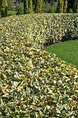 ELEAGNUS HEDGE