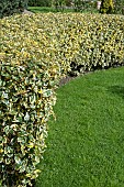 ELEAGNUS HEDGE