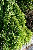 TAXODIUM DISTICHUM CASCADE FALLS