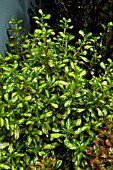 COPROSMA LEMON AND LIME