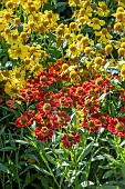 HELENIUM AUTUMNALE SOMBRERO & DUNCLE PRACT