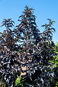 SAMBUCUS NIGRA F. PORPHYROPHYLLA BLACK TOWER