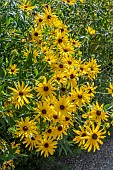 RUDBECKIA FULGIDA