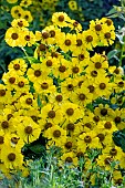 HELENIUM TIP TOP