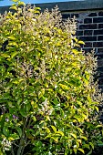 LIGUSTRUM SINENSE SUNSHINE