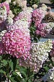 HYDRANGEA PANICULATA FRAISE MELBA RENBA