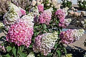 HYDRANGEA PANICULATA FRAISE MELBA RENBA