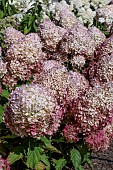 HYDRANGEA PANICULATA PHANTOM