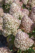 HYDRANGEA PANICULATA MAGICAL CANDLE BOKRA FLAME