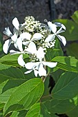 HYDRANGEA PANICULATA LE VASTERIVAL