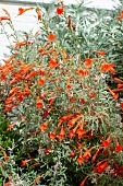 EPILOBIUM CANUM