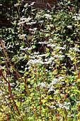 FAGOPYRUM ESCULATUM