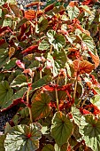 BEGONIA GRANDIS SUBSP. EVANSI