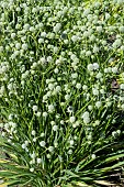 ERYNGIUM YUCCIFOLIUM
