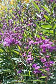 VERONIA NOVEBORACENSIS