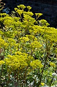 PATRINIA SCABIOSIFOLIA